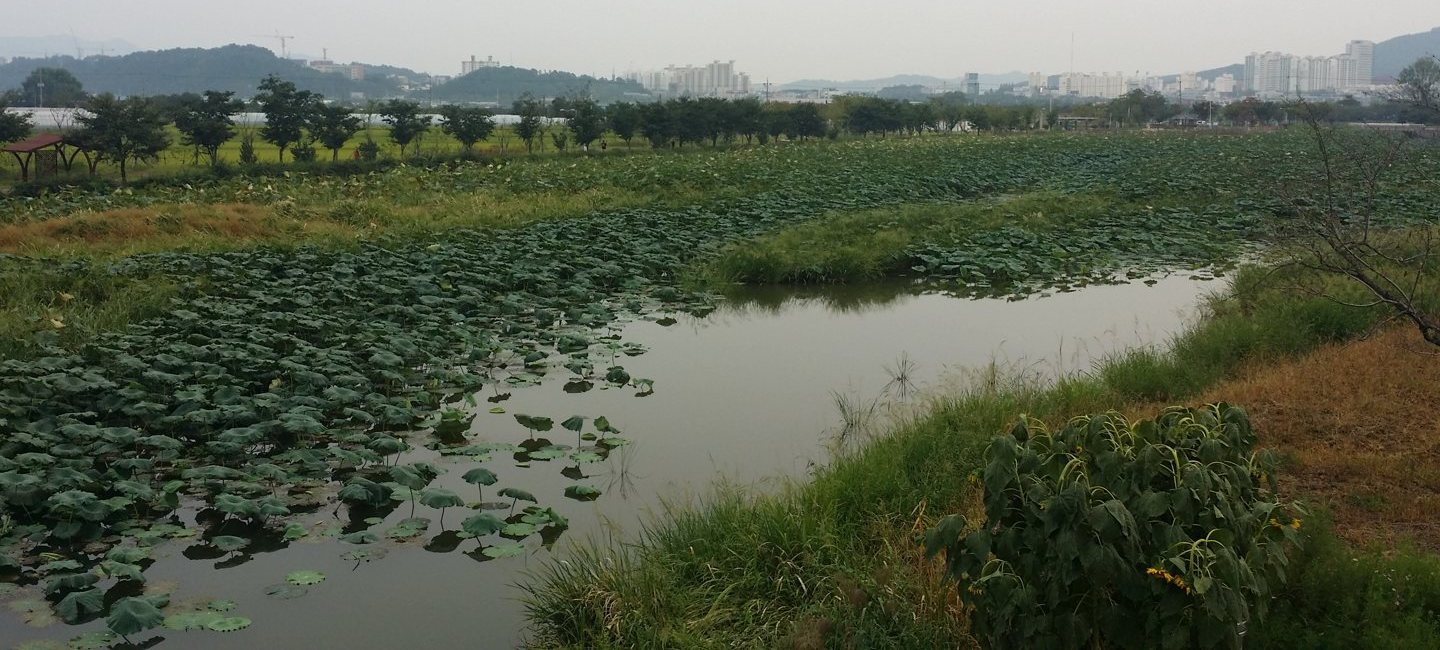 연잎이 덮인 물길과 풀 둑, 나무 줄 너머로 멀리 보이는 아파트 단지